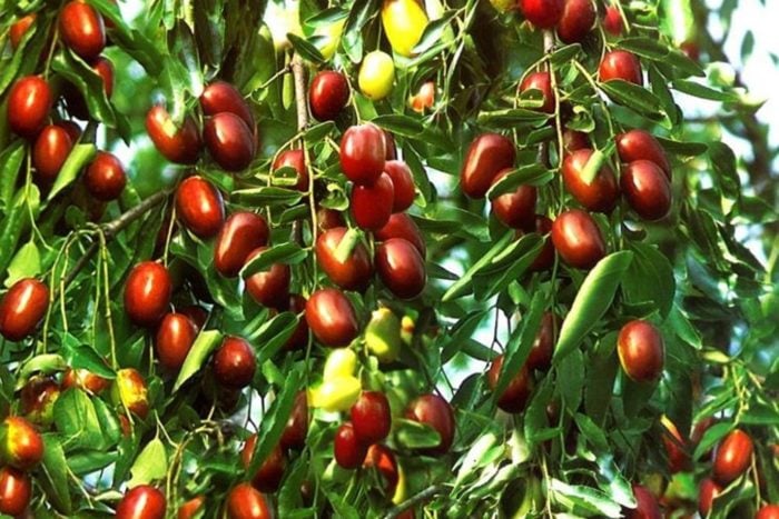 Giuggiole sulla pianta