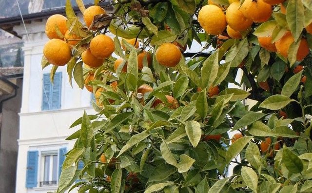 Giardini d'agrumi | Gargnano