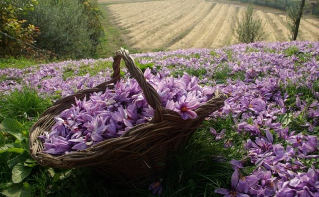 Zafferano di Pozzolengo | Azienda Al Muràs