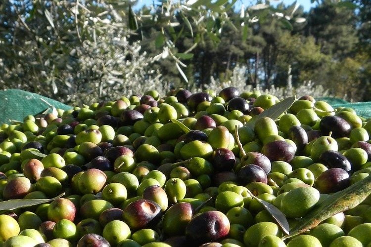 Raccolta delle olive