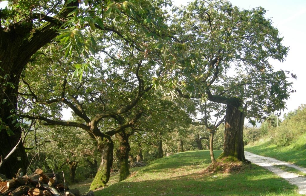 Sentiero del Castagneto da frutto