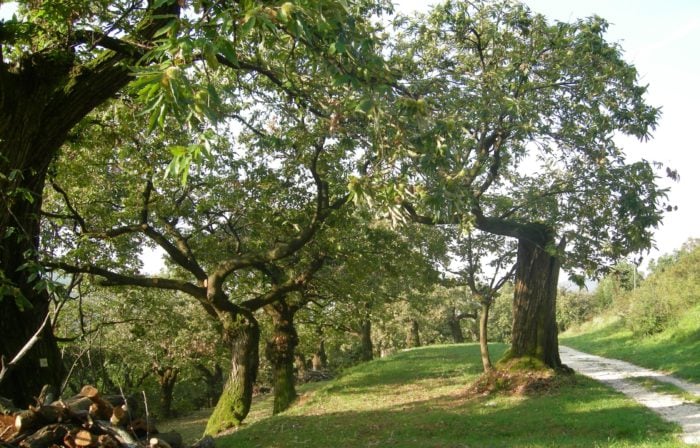 Sentiero del Castagneto da frutto