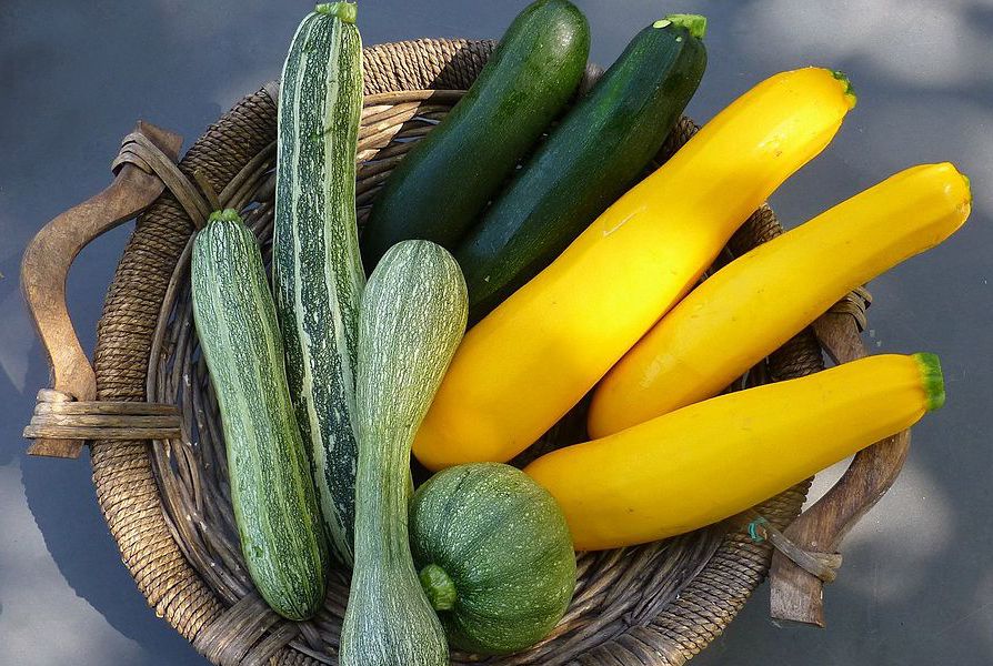 Varietà di zucchine