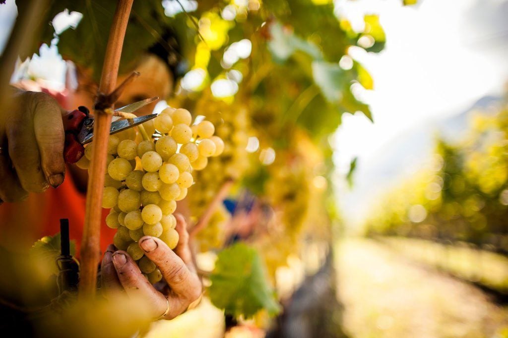 Vendemmia Franciacorta 2019