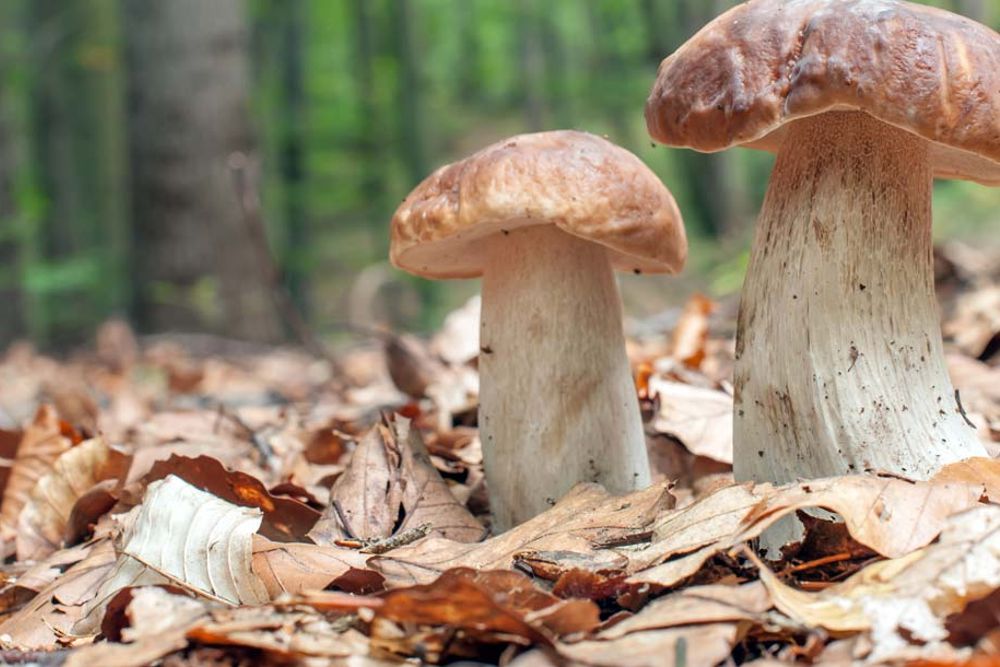 Funghi porcini nel bosco