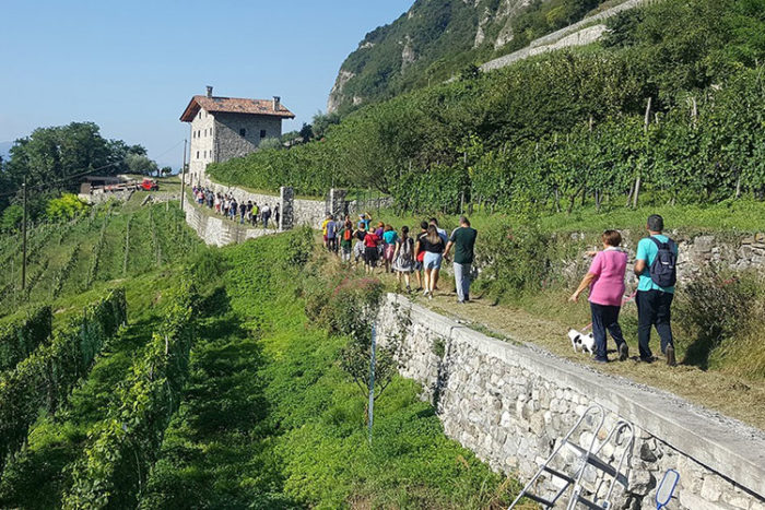 Camminata enogastronomica Piancogno in Vigna a Piancogno
