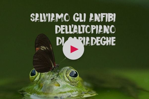 Salviamo gli anfibi dell'Altopiano di Cariadeghe