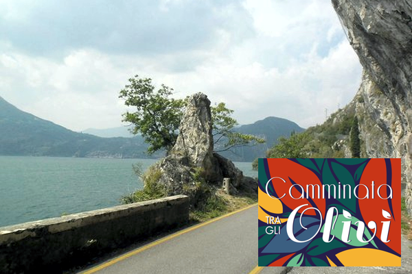 Camminata tra gli Olivi del Sebino