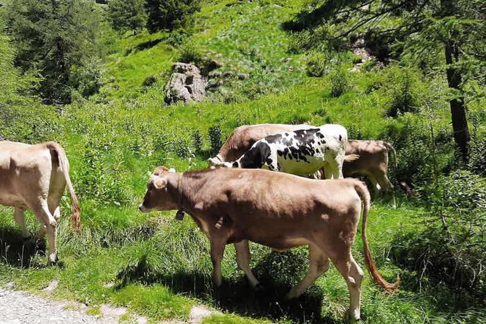 Progetto ADOTTAMi - Valle Camonica - Adotta una mucca