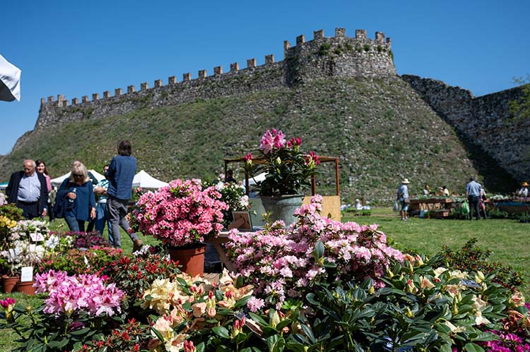 Fiori nella Rocca Lonato del Garda