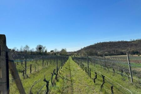 Il Podere dei Folli - Pueguago del Garda - Vigneto