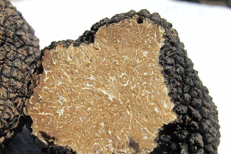 Tartufo nero