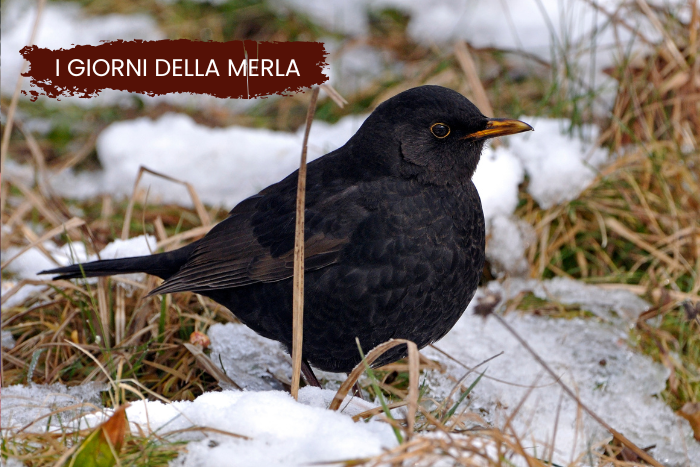Giorni della Merla